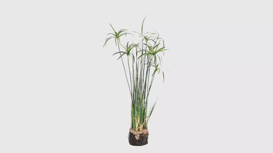 Papyrus Plant With Faux Soil