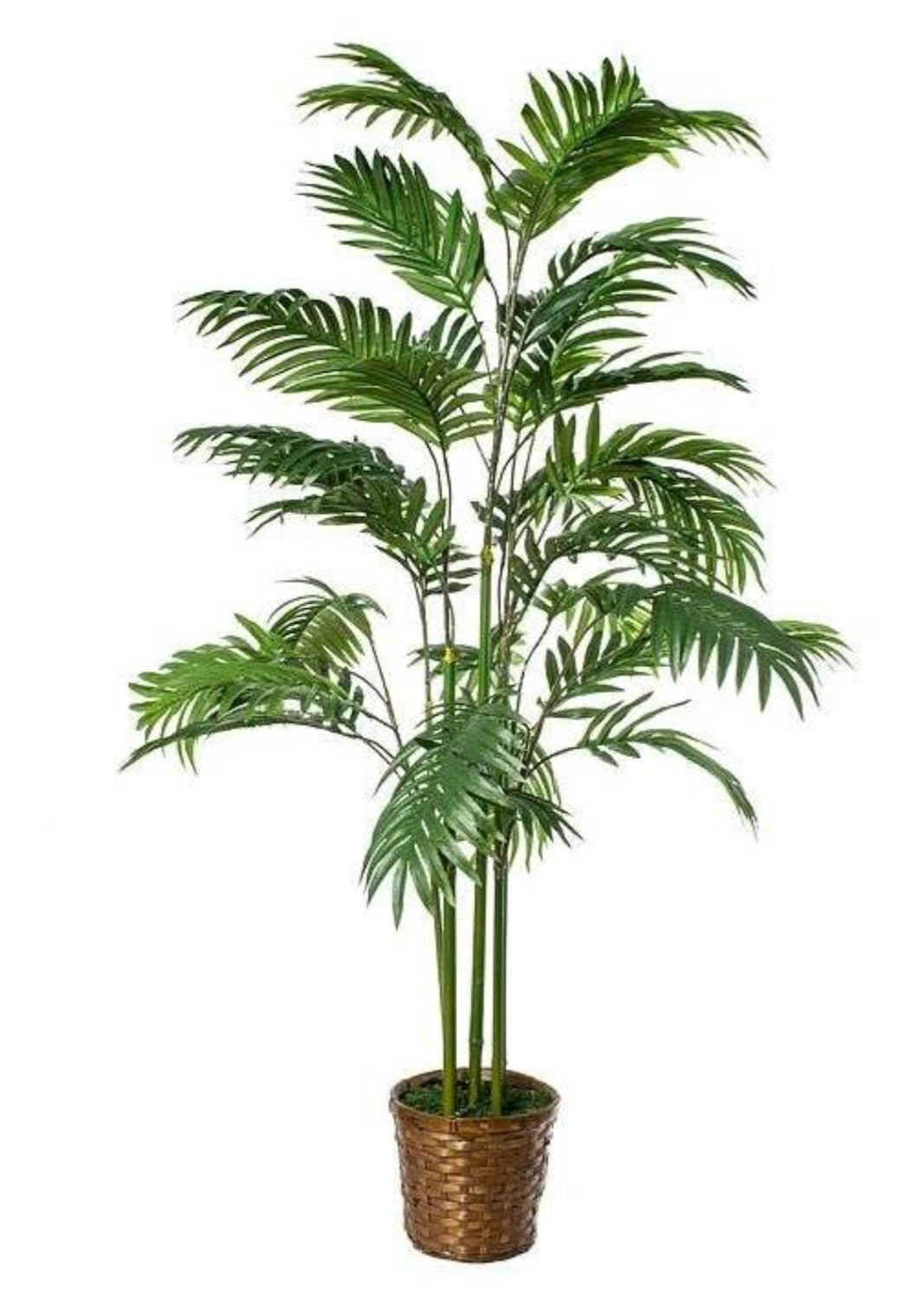 4FT ARECA PALM BUSH IN BASKET GREEN