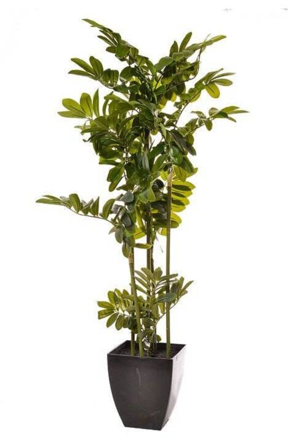 48" ZAMIA PLANT IN POT GREEN