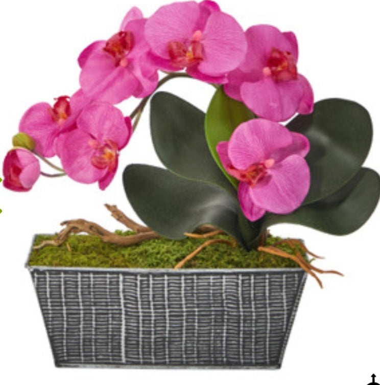 13" Phalaenopsis Orchid Arrangement