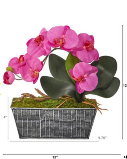 13" Phalaenopsis Orchid Arrangement