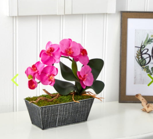 13" Phalaenopsis Orchid Arrangement