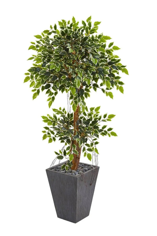 5’ Variegated Ficus Artificial Tree in Slate Planter