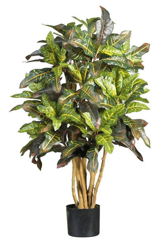 3' Croton Silk Tree