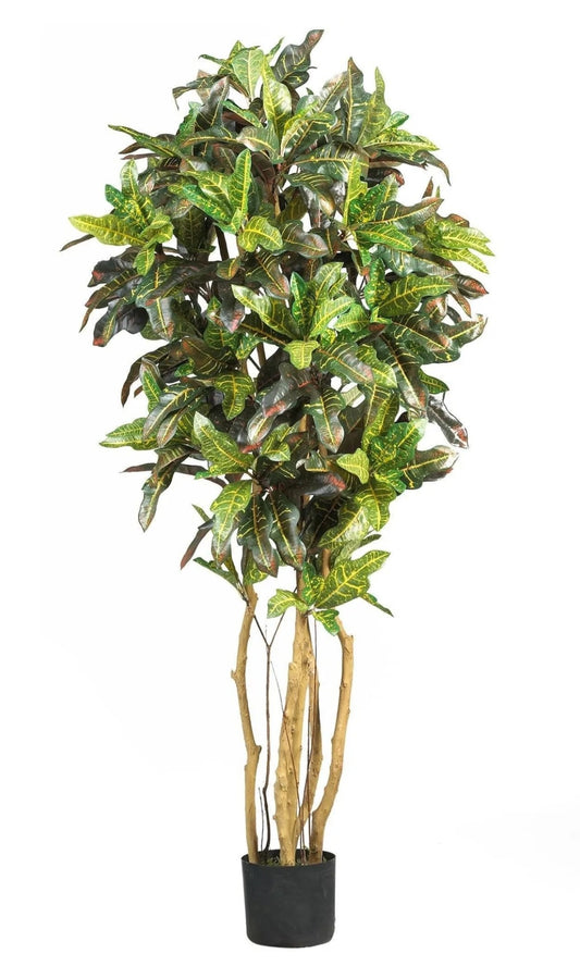 5' Croton Silk Tree